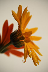 Flor amarilla con gotas y flor naranja 