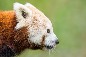 Obraz premium Red panda XVIII