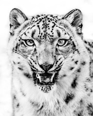 Snow Leopard Snarl