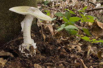 Amanita phalloides - Death Cap
