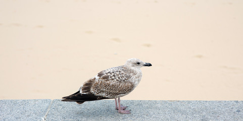 goéland