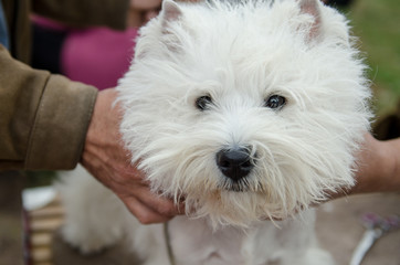 West Highland White Terrier is preparing for the exhibition