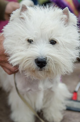 West Highland White Terrier is preparing for the exhibition
