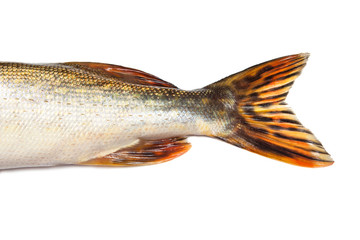 Fishtail of big pike isolated over white