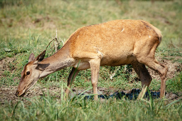 Female roe deer in a field