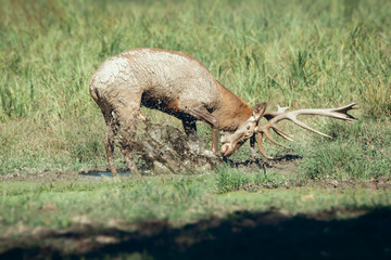 Red deer (Cervus elaphus)