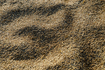 barley, cereal background