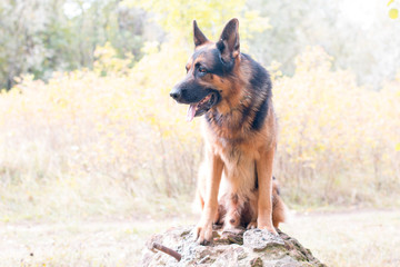 German shepherd dog in a autumn day
