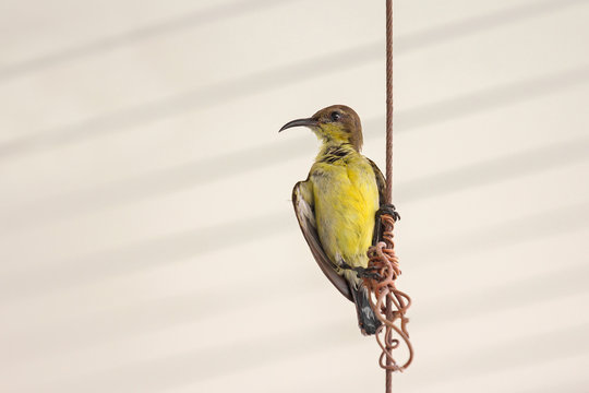 Female olive-backed sunbird, known a yellow-bellied, perching on metal wire. (Cinnyris jugularis)