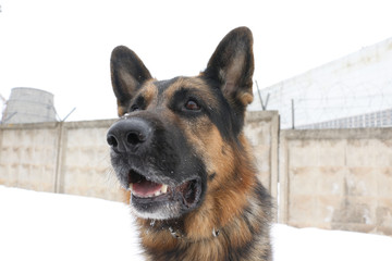German shepherd dog is guarding an important object in winter