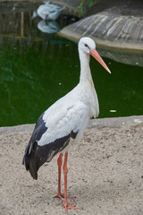 White stork on the waterside