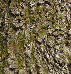 Relief oak bark covered with moss.