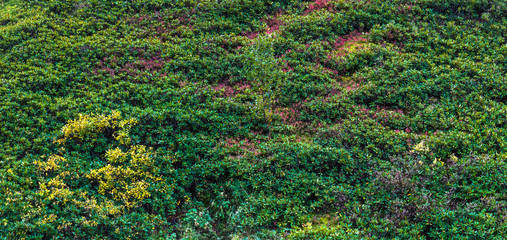 Thickets of alpine rhododendrons on a mountain slope. 