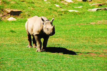 Beautiful Rare African Baby Black Rhino