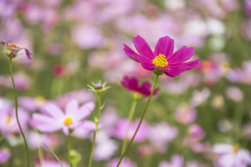 Obraz premium The blossoming galsand flowers closeup in garden