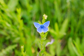 Butterfly on the flower. Outdoor and views.