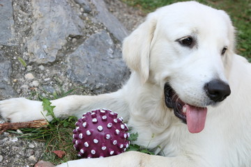 Golden retriever with toy
