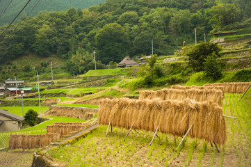兵庫県多可町・日本棚田百景　岩座神（いさりがみ）の秋