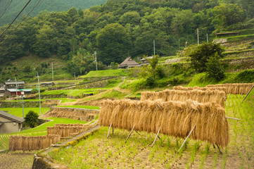 兵庫県多可町・日本棚田百景　岩座神（いさりがみ）の秋