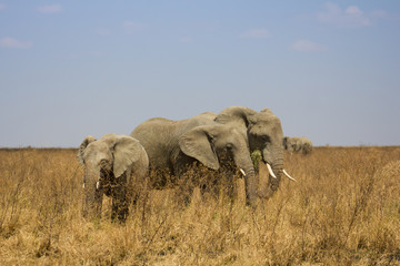 Obraz premium Elephants dans la savane de Tanzanie