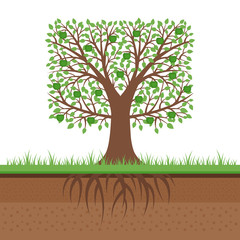 Gardening and planting infographic. Apple tree. Organic food. Flat design, vector illustration.