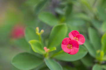 Pink Euphorbia milli flower close up