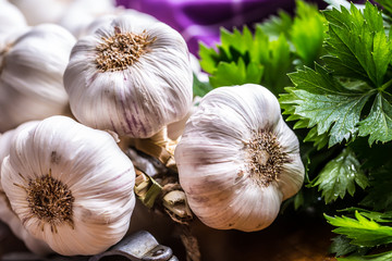 Garlic. Bunch of fresh garlic with celery herbs.