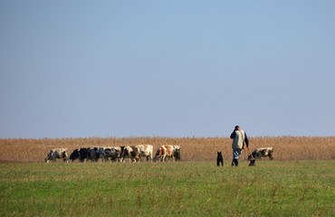 Cows grazing grass on meadow with cowherd