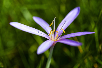 Gentianella / Enzian