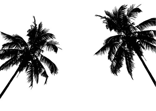Realistic SilhouetteTropical Coconut Palm Tree, black silhouettes and outline contours on white background. Vector
