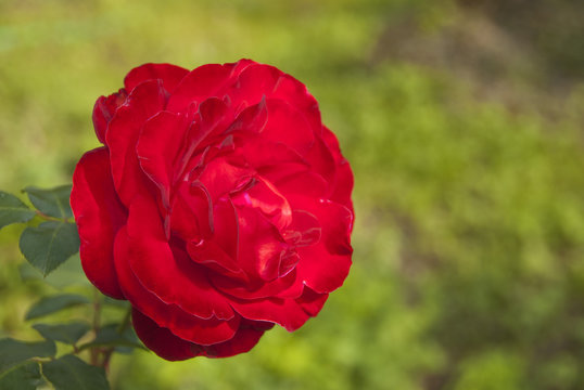 Rosa rossa multipetalo, fiore in primo piano