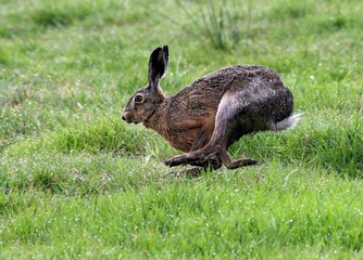 Fast-running European brown hare (Lepus europaeus) in a meadow