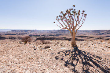 Quiver Tree Shadow