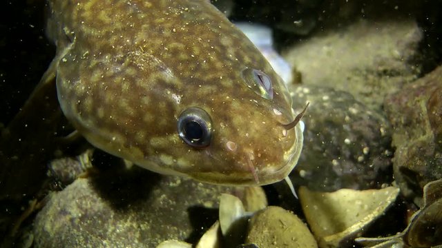 Fish Mediterranean rockling (Gaidropsarus mediterraneus) lies on bottom portrait.
