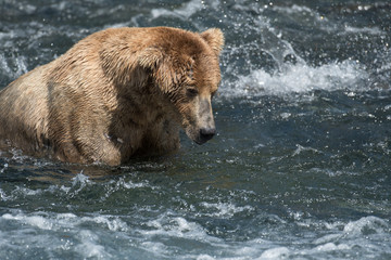 Fototapeta na wymiar Alaskan brown bear in Brooks River