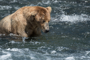 Fototapeta na wymiar Alaskan brown bear in Brooks River