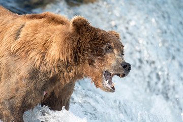 Naklejka na ściany i meble Alaskan brown bear waiting to catch salmon