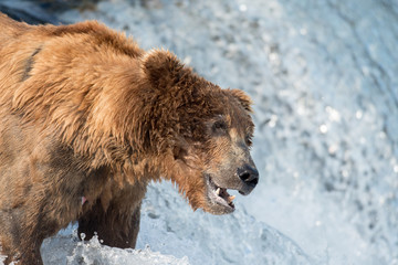 Alaskan brown bear waiting to catch salmon
