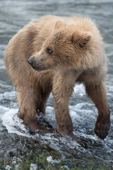 Obraz premium Alaskan brown bear cub
