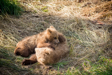 Brown bear cubs playing © Tony Campbell