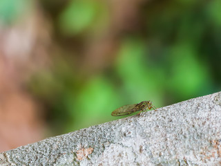 Yellow dragonfly on a green background (Kumai, Indonesia)