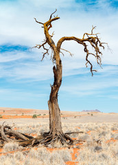 toter Akazienbaum, Namibrand, Namibia