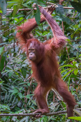 Naklejka premium Red-haired adult orangutan standing on a thin branch (Kumai, Indonesia)
