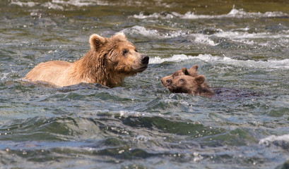 Obraz na płótnie Canvas Alaskan brown bear sow and cubs