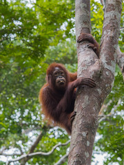 Redhead teenager orangutan peers from behind a tree (Kumai, Indonesia)