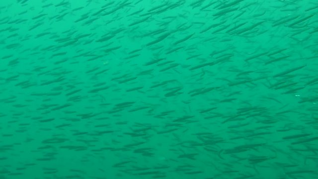 A flock of small pelagic fish.
