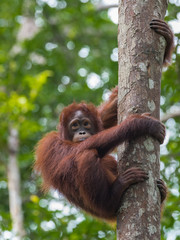 Cute redhead teen orangutan grabbed the tree and looks away (Kumai, Indonesia)