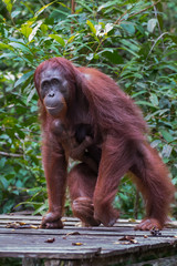 Mama orangutan with her baby goes on the wooden flooring of good food (Kumai, Indonesia) © alekseev