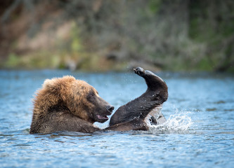 Fototapeta premium Alaskan brown bear playing