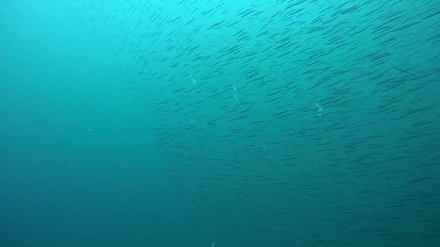 A flock of small pelagic fish, wide shot.
